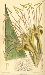 Agave warelliana, Asparagaceae, Agavoideae